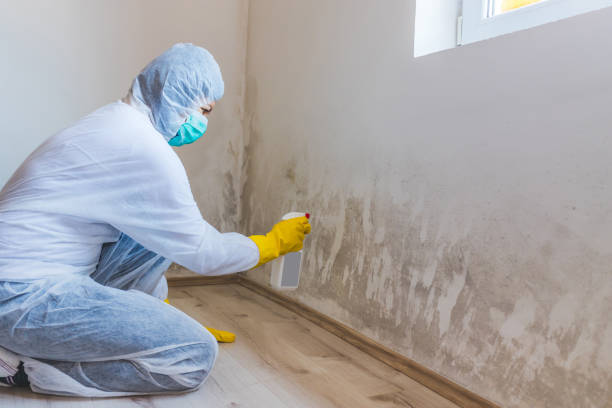 Licensed Mold Cleanup service in Richardson, TX - WQB Mold Removal