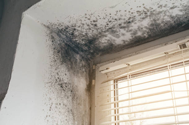 Affordable Mold Cleanup solutions in Richardson, TX